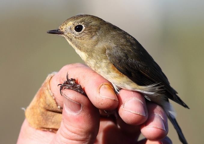 14741758_1185682651524866_1396185895_n