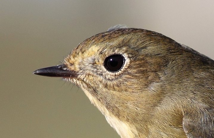 14801067_1185683574858107_80341164_n