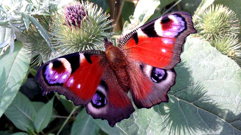 179987_324798394278459_715653191_n