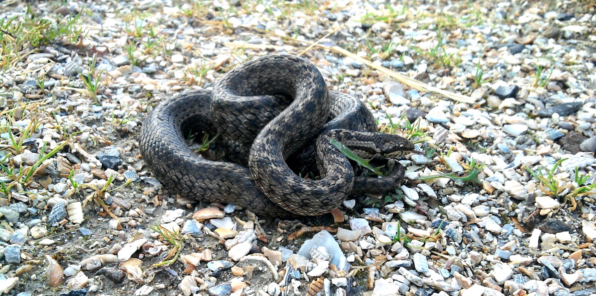 219653_327573144000984_113055739_o