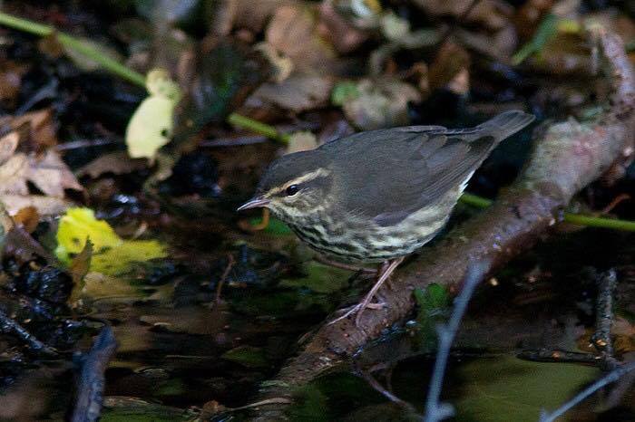 21850199_1468208309935598_1846374752_n