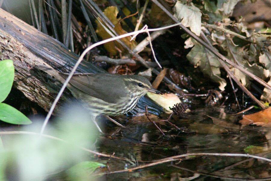 21905534_1468208313268931_1437104760_n