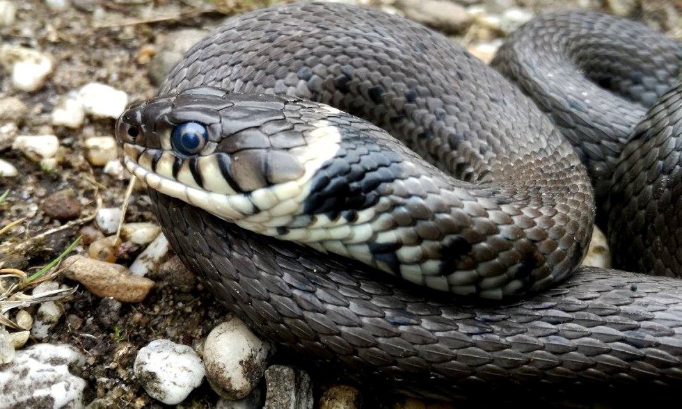 21368832_1442528372505450_8369725106285637950_o