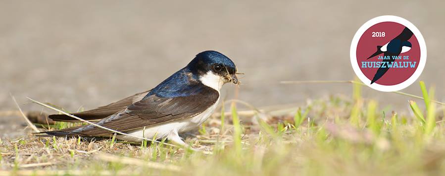 31882744_1427614684011274_3252121860409655296_n