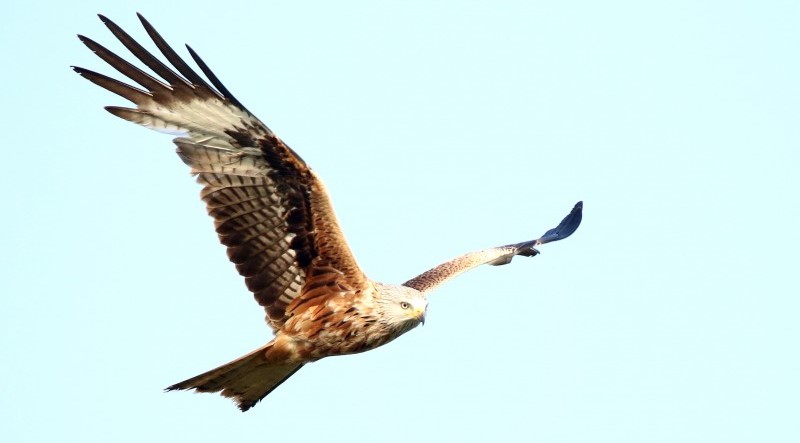 rode owuw henry noorman