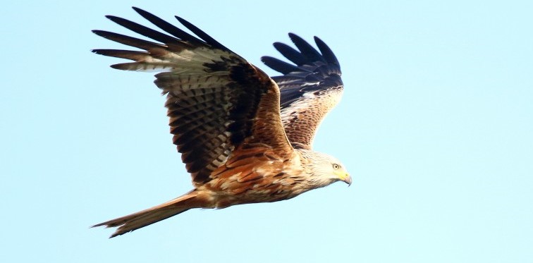 rode owuw henry noorman2