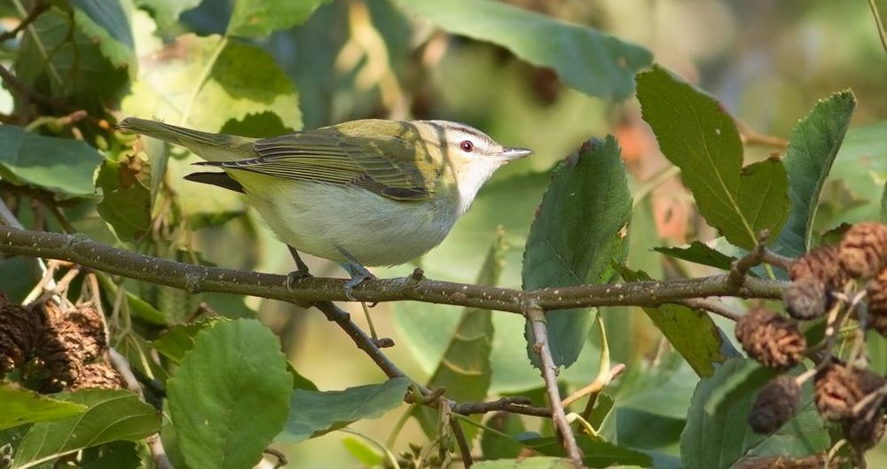 44972055_2672419279438577_6226296071899840512_o