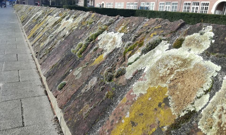 29511213_1623420347749584_573896825765778126_n