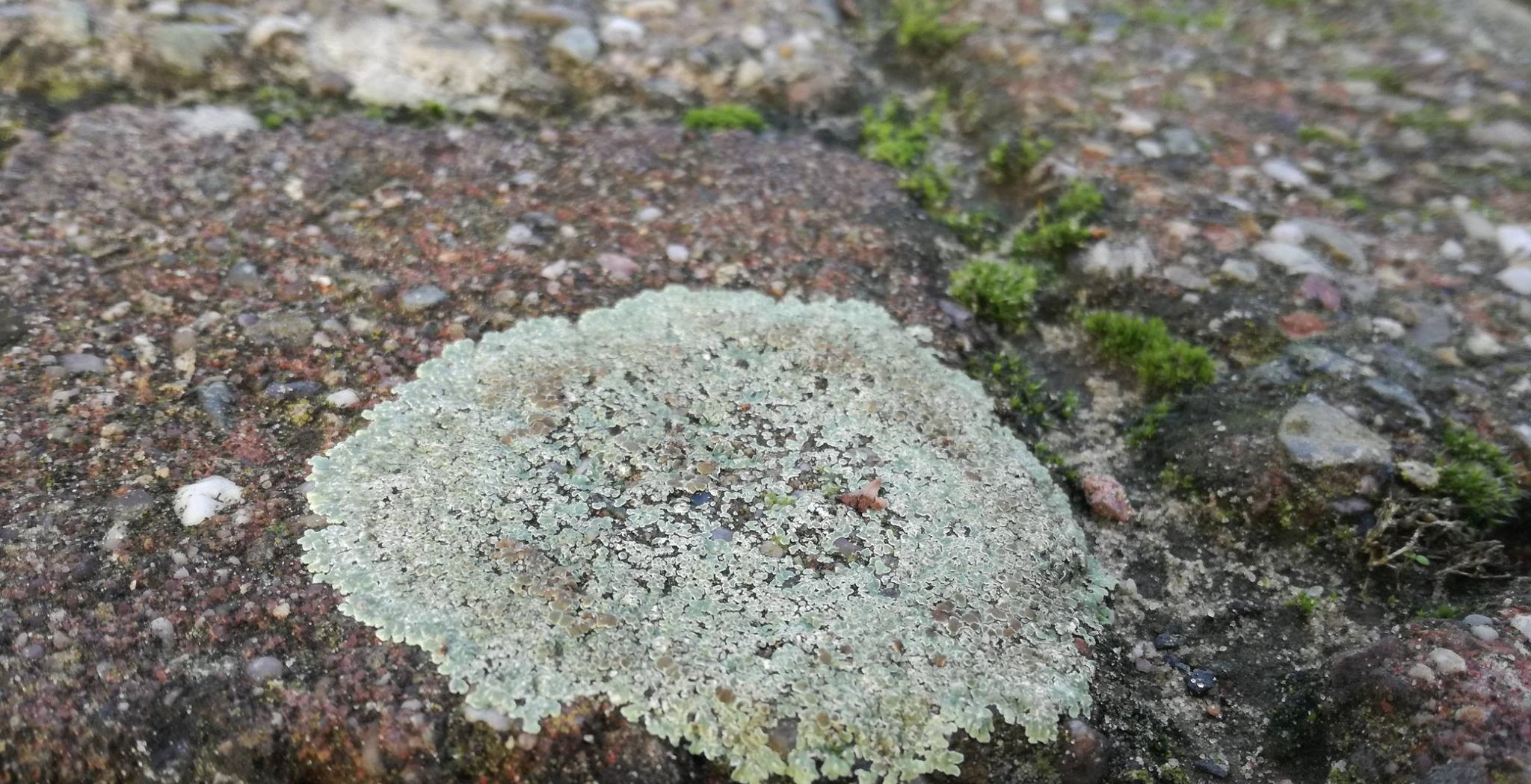 47681384_1962404787184470_946937931107401728_o