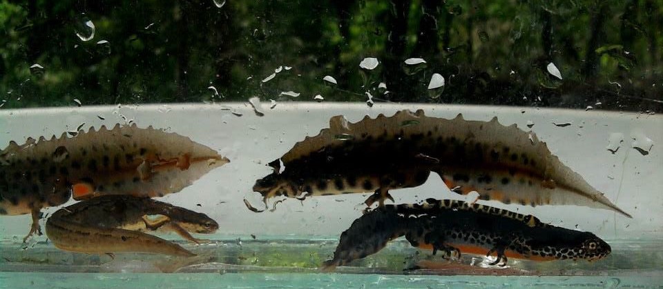 10152655_646125262145769_8437618865023012867_n