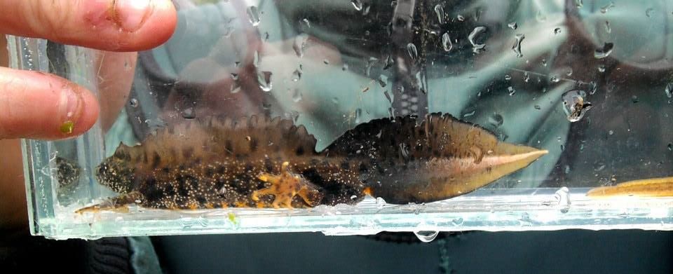 10350442_646127712145524_5237832503213684686_n