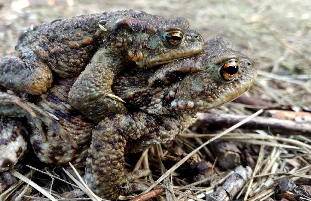 17358887_1282688001822822_6337987593637064811_o