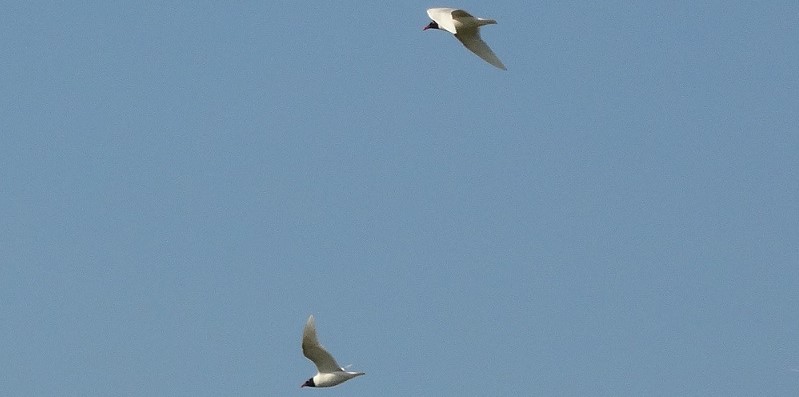 DSC02863_zwartkopmeeuw