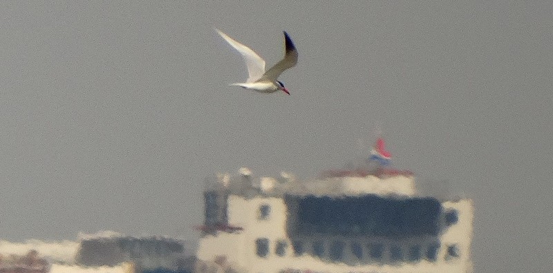 DSC02907_reuzenstern