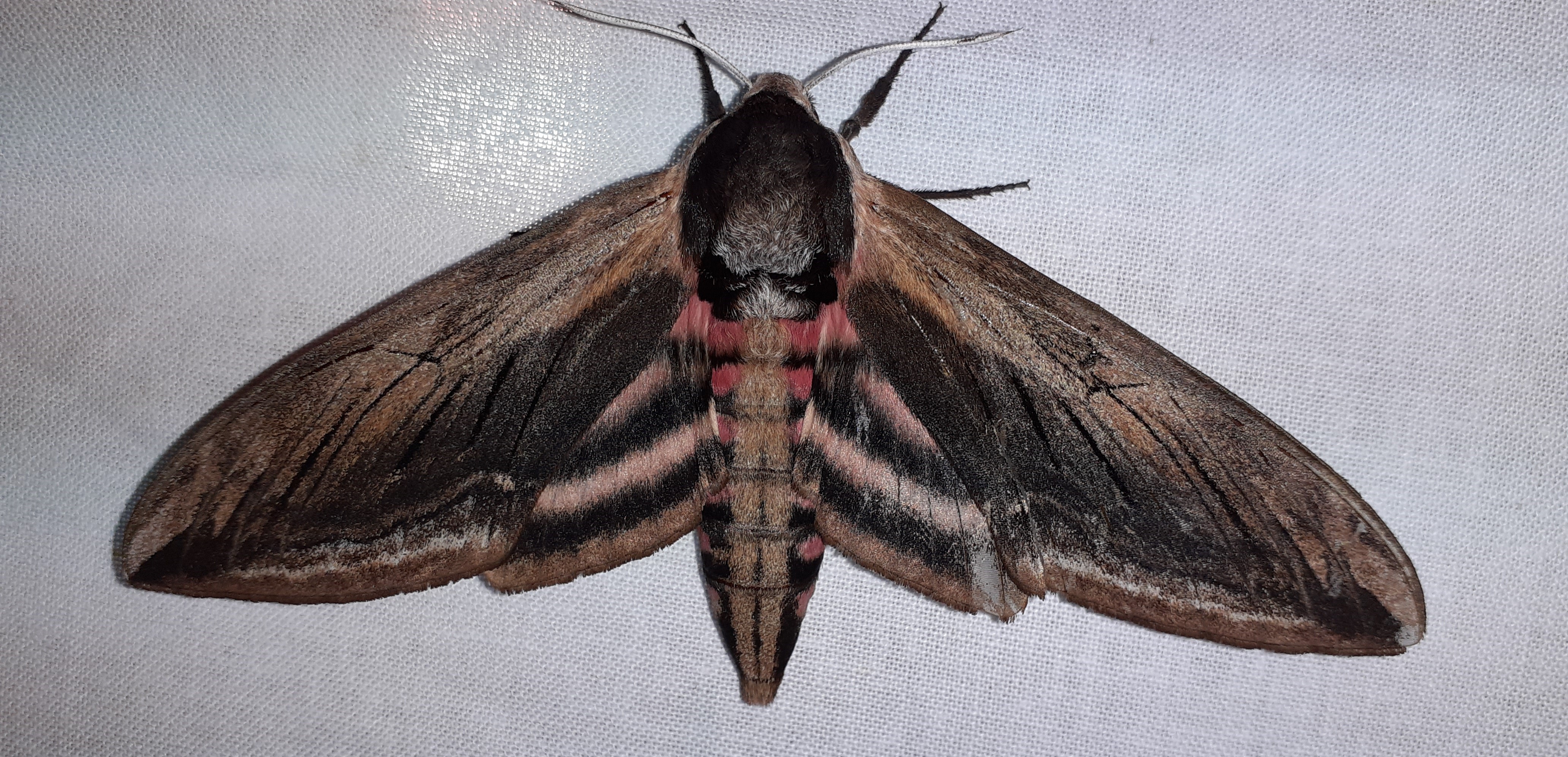 Nachtvlindernacht Tytsjerk / Leeuwarden