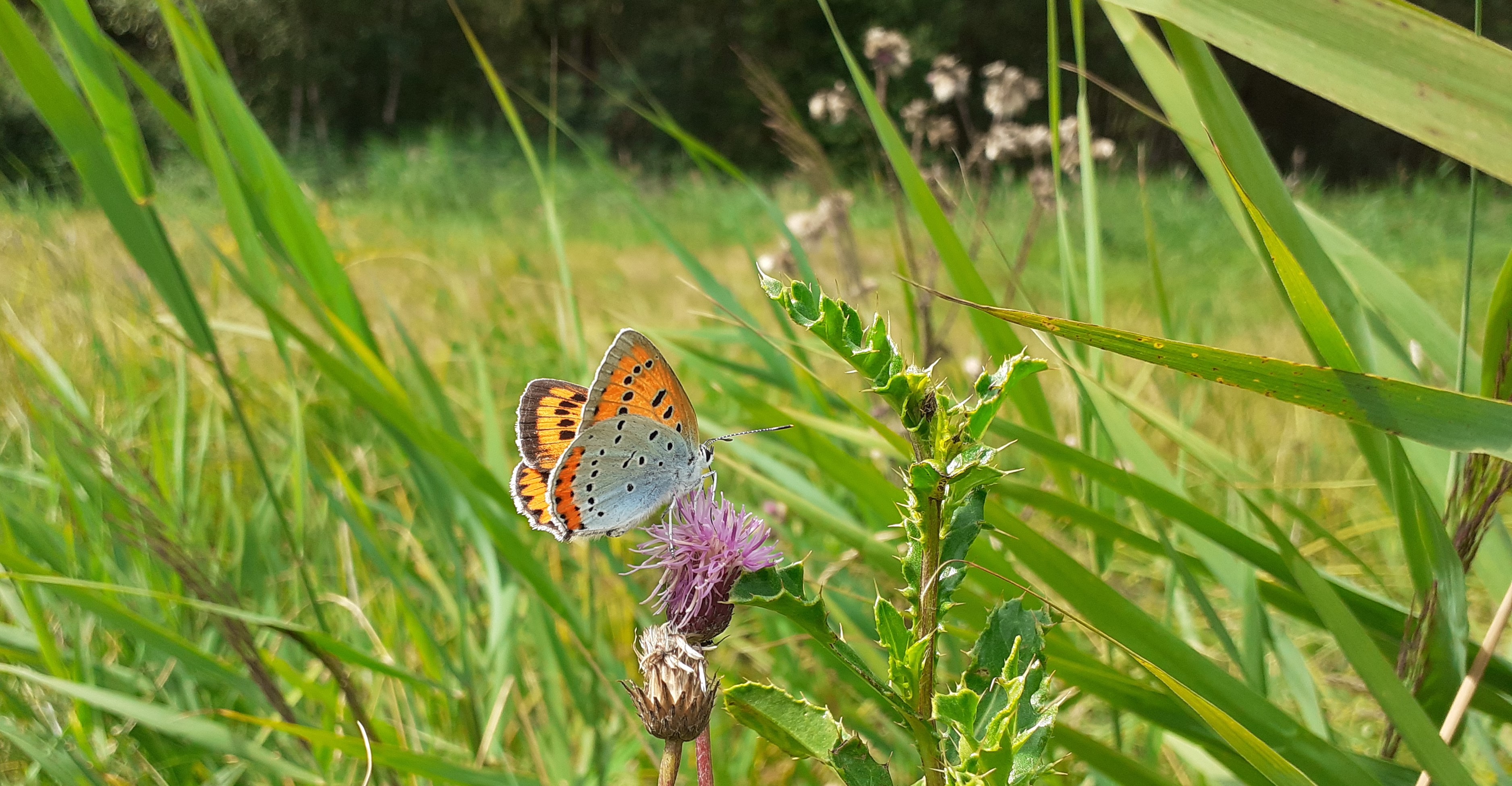 Grote Vuurvlinder en andere pronkjuweeltjes in de Weerribben