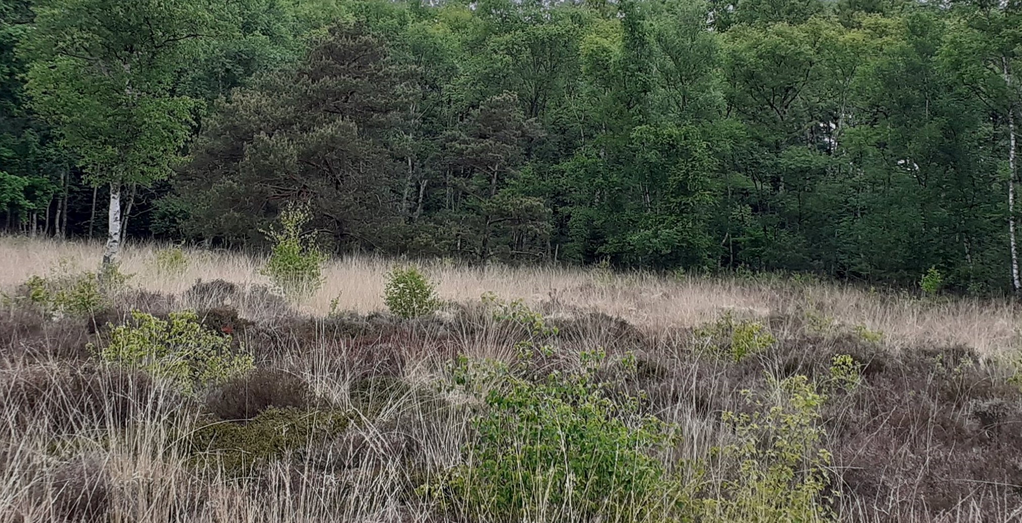 97450160_2927637230661216_2618549837049626624_o