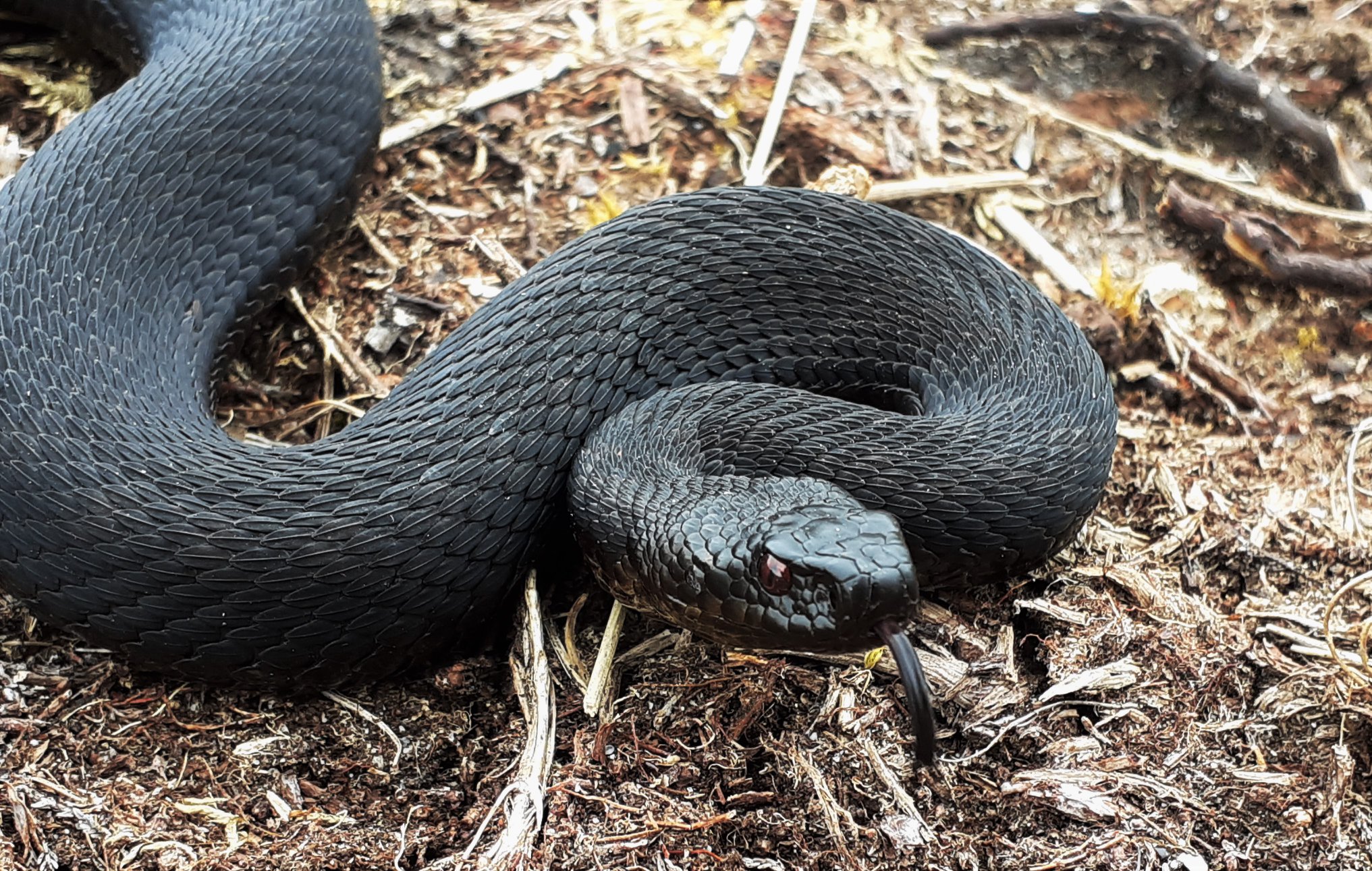 97550674_2927629290662010_2142690314173808640_o