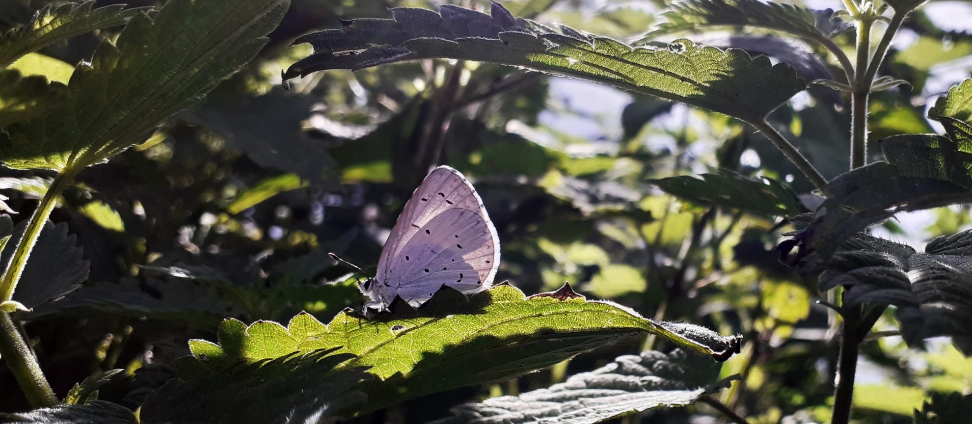 Vlinderpracht om ons heen