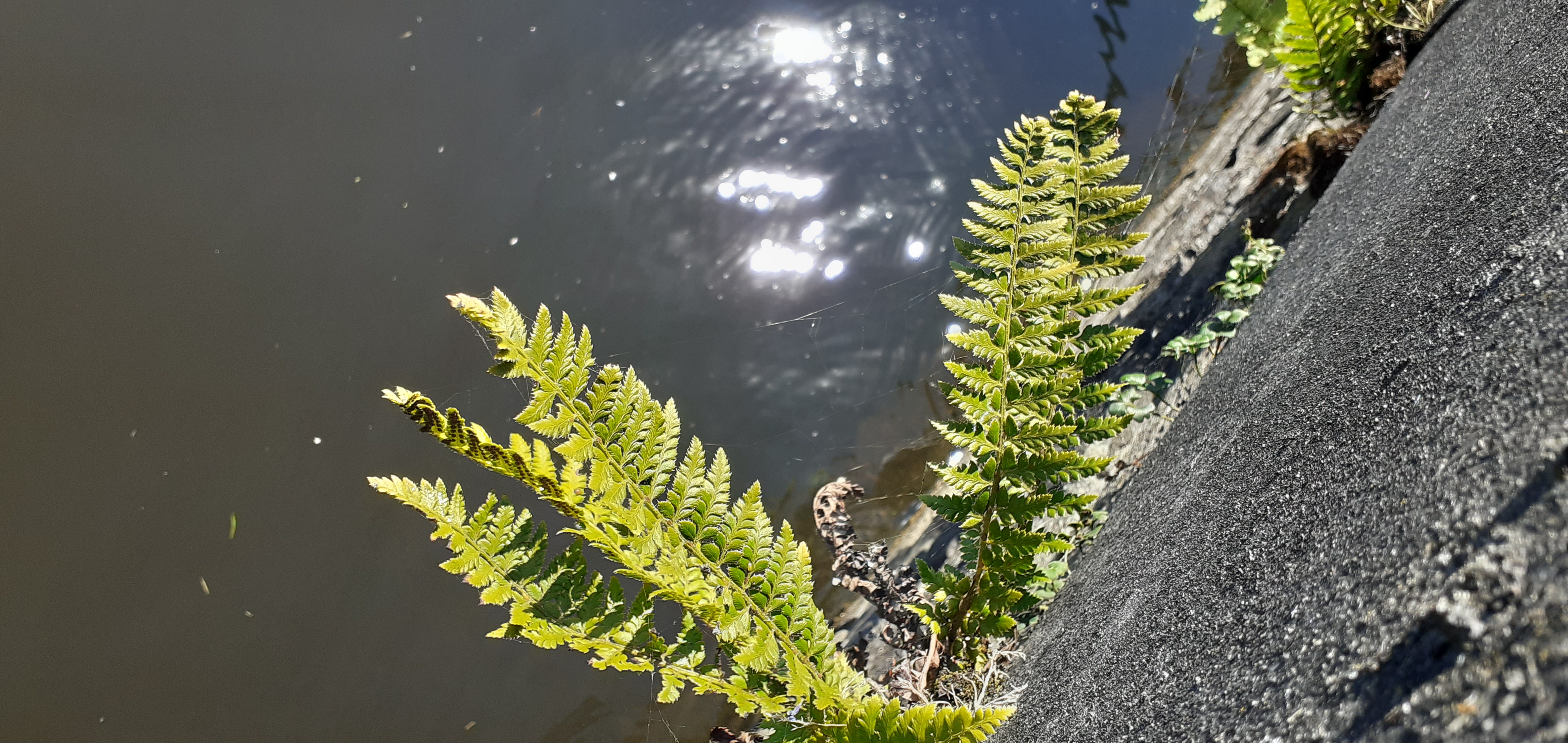 Bijzondere stadsflora in een luxe nieuwbouwwijk