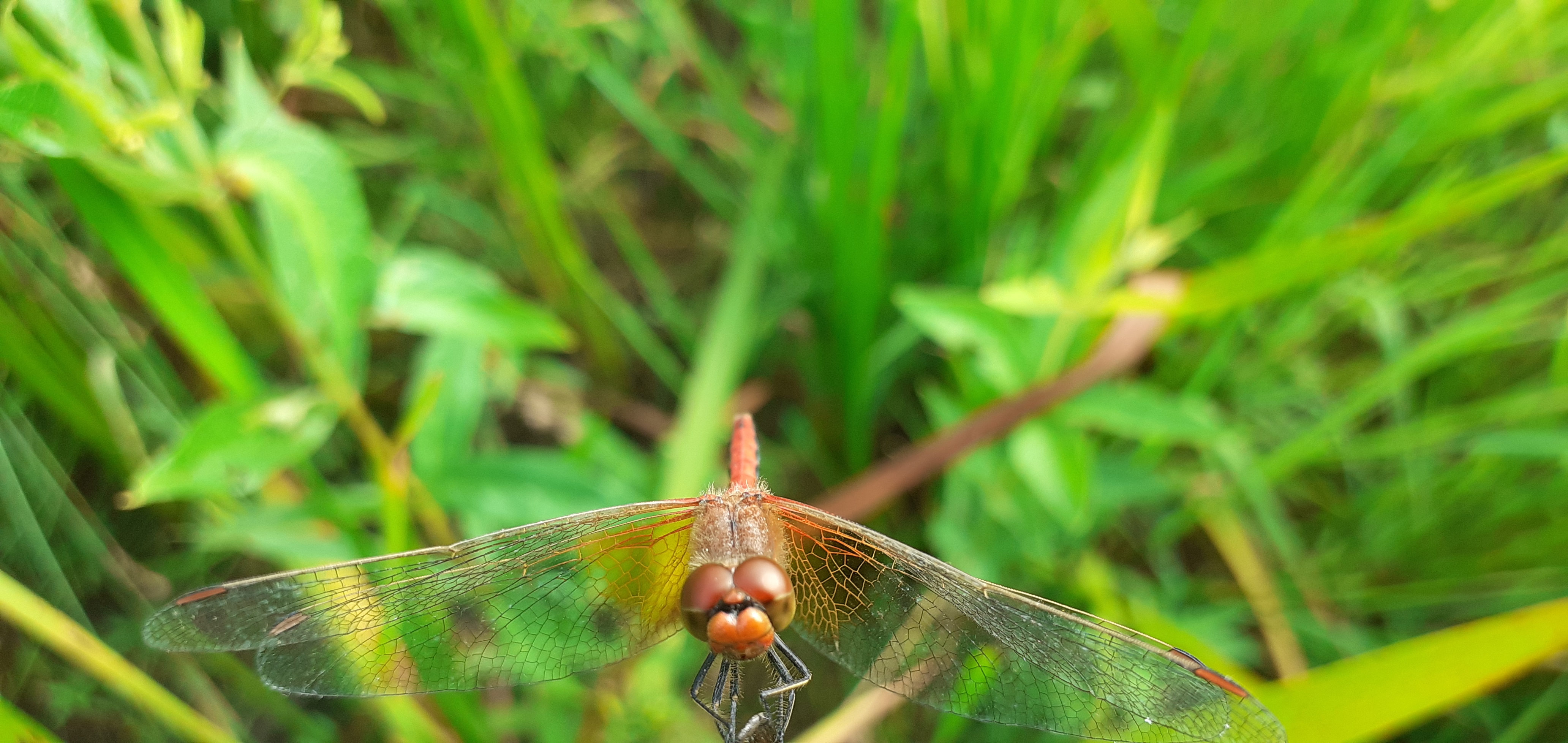 Leuke zelfontdekking in ‘achtertuin’: Geevlekheidelibel