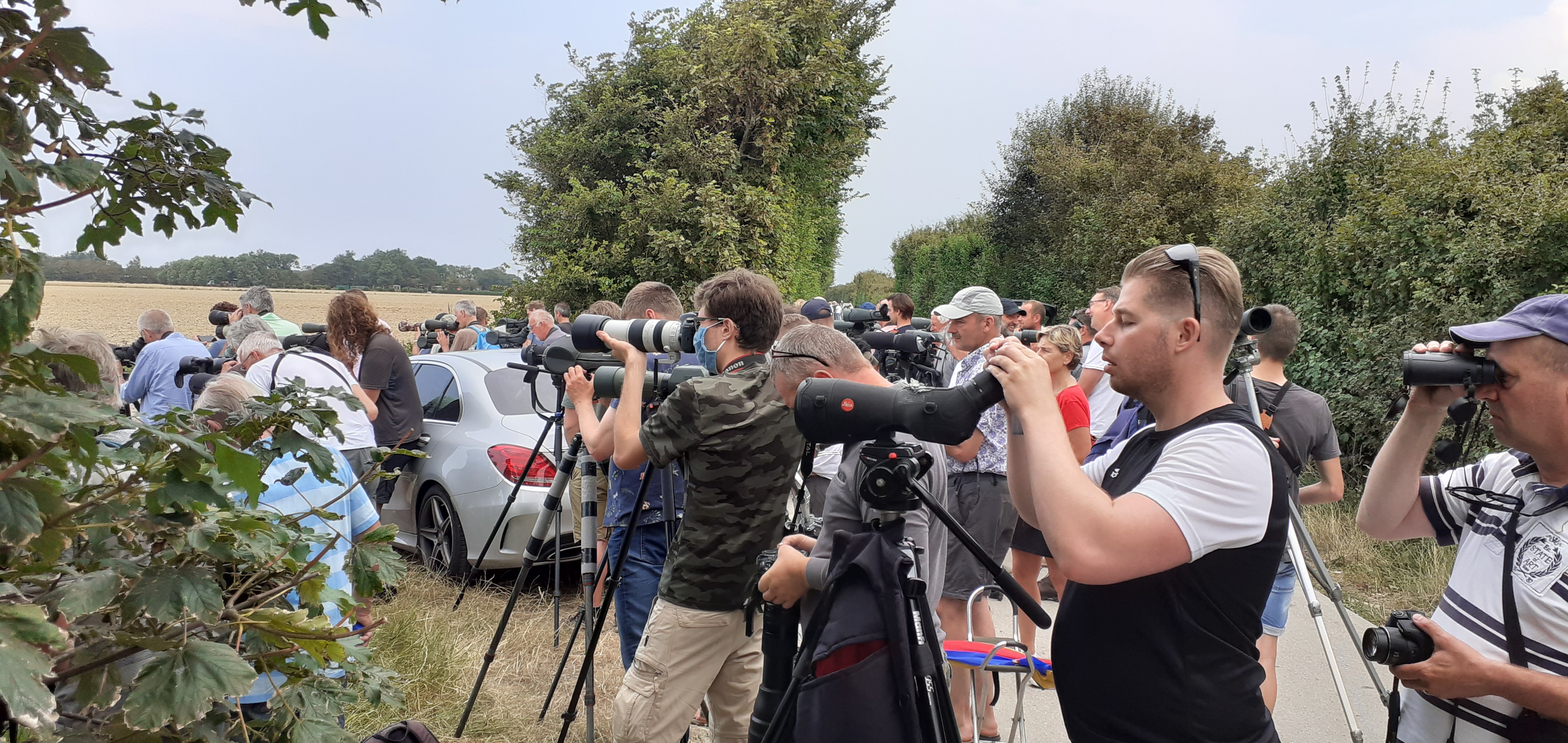 ‘Spannende plevier’ in Zeeland