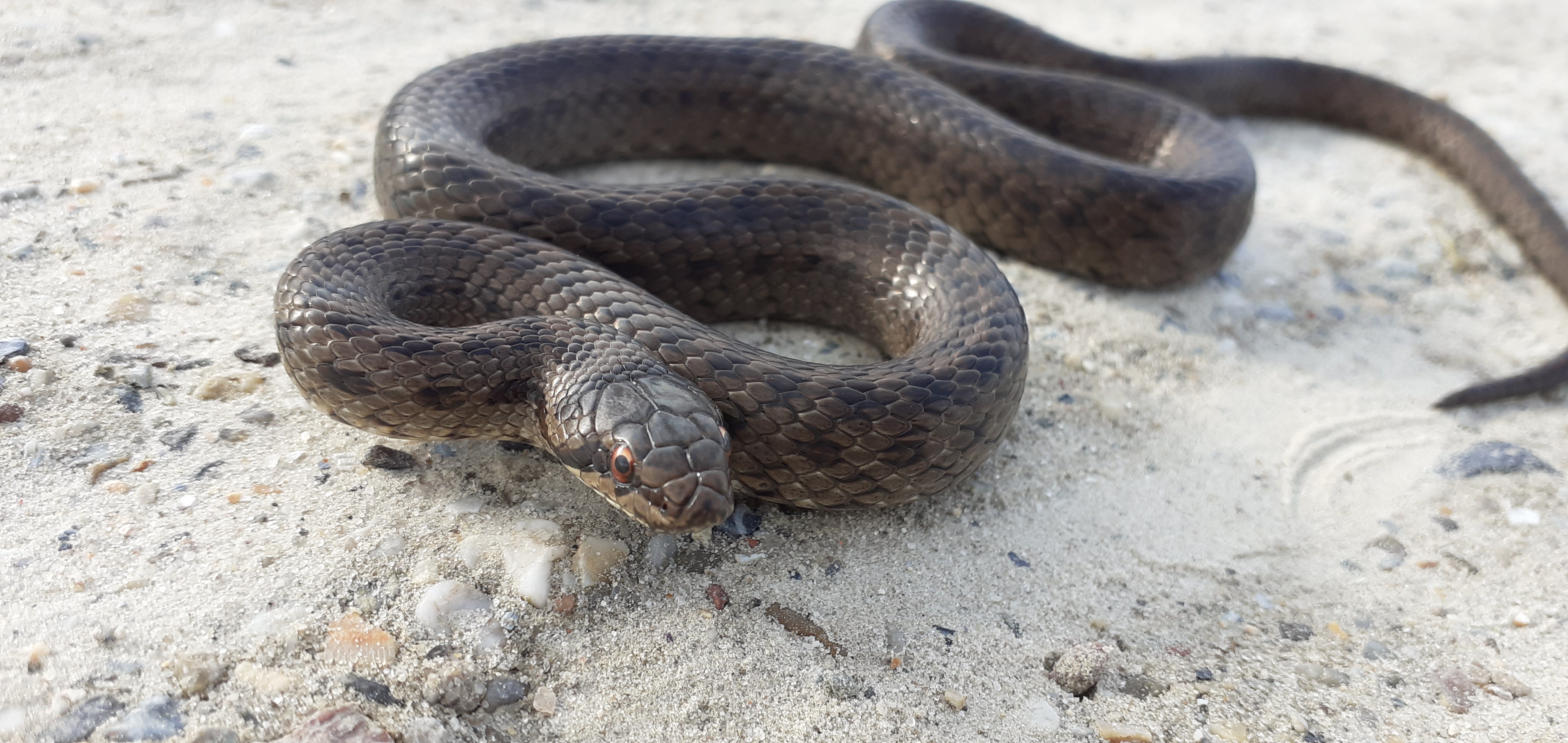 Zonaanbidders in de namiddag