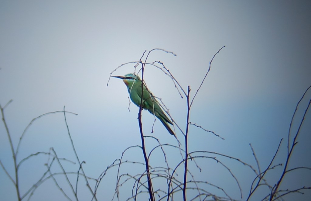 Vandaag is een mooie dag voor… Groene&nbsp;Bijeneter