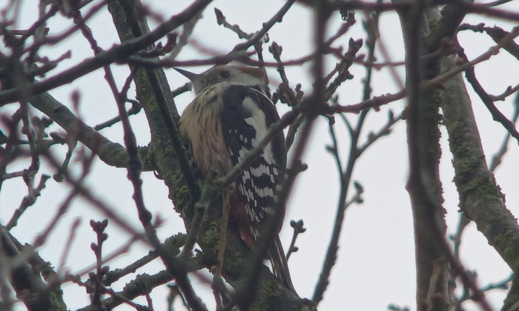 Patchwork challenge 2024 – Beetsterzwaag [Deel&nbsp;2]