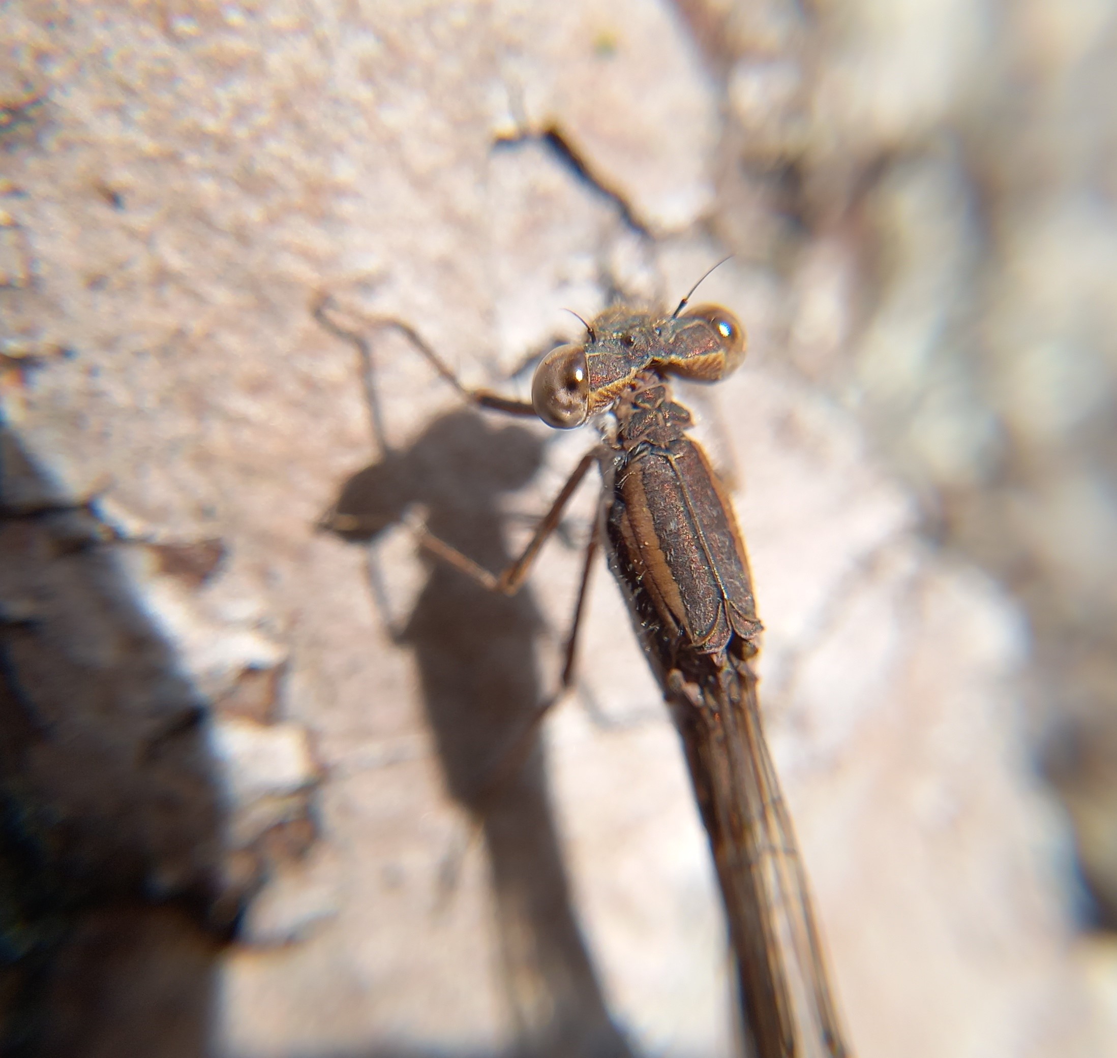 1000 soortenjaar Beetsterzwaag: de eerste warme&nbsp;lentedag