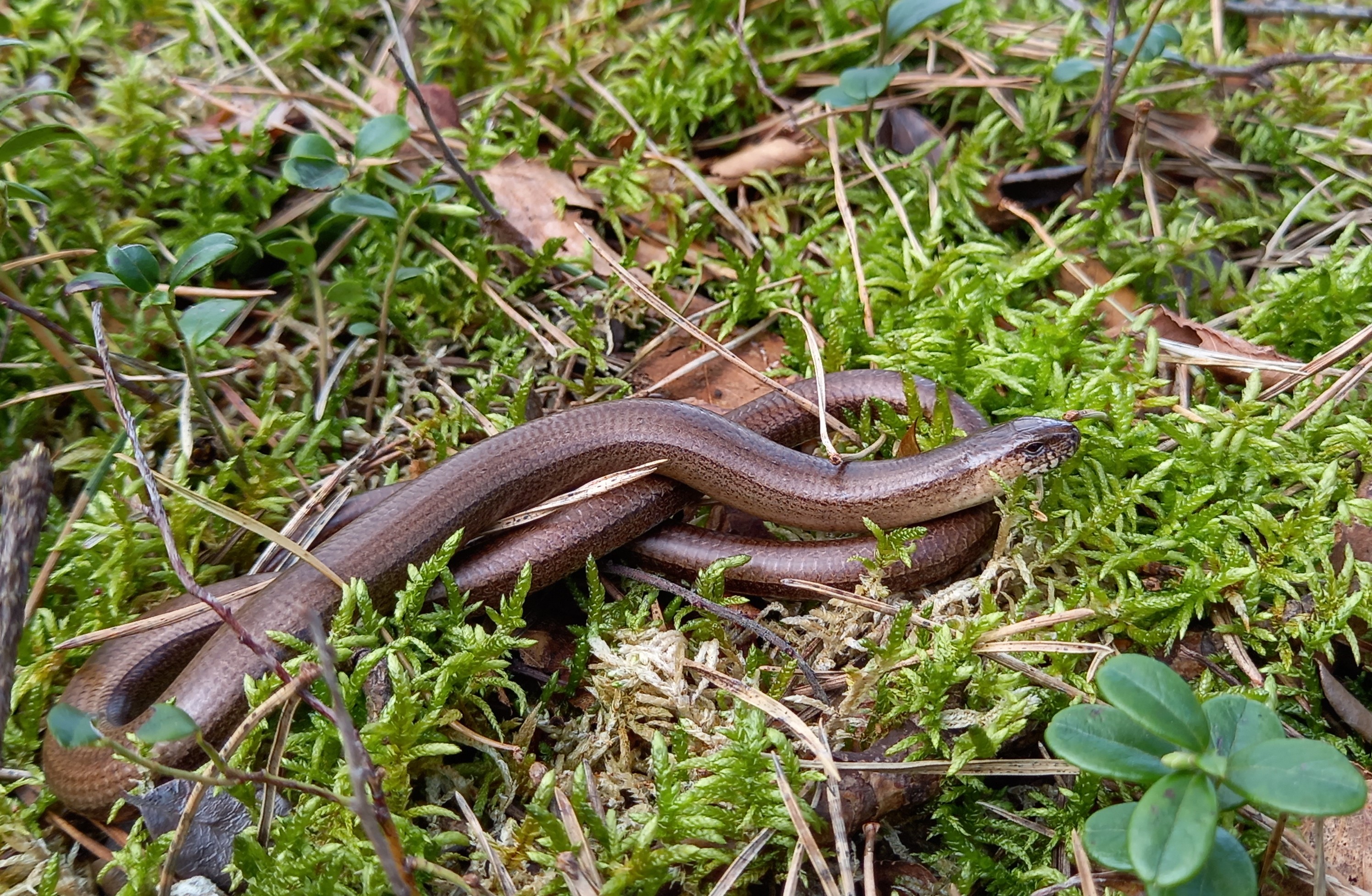 1000 soortenjaar Beetsterzwaag – Reptielen en&nbsp;amfibieën