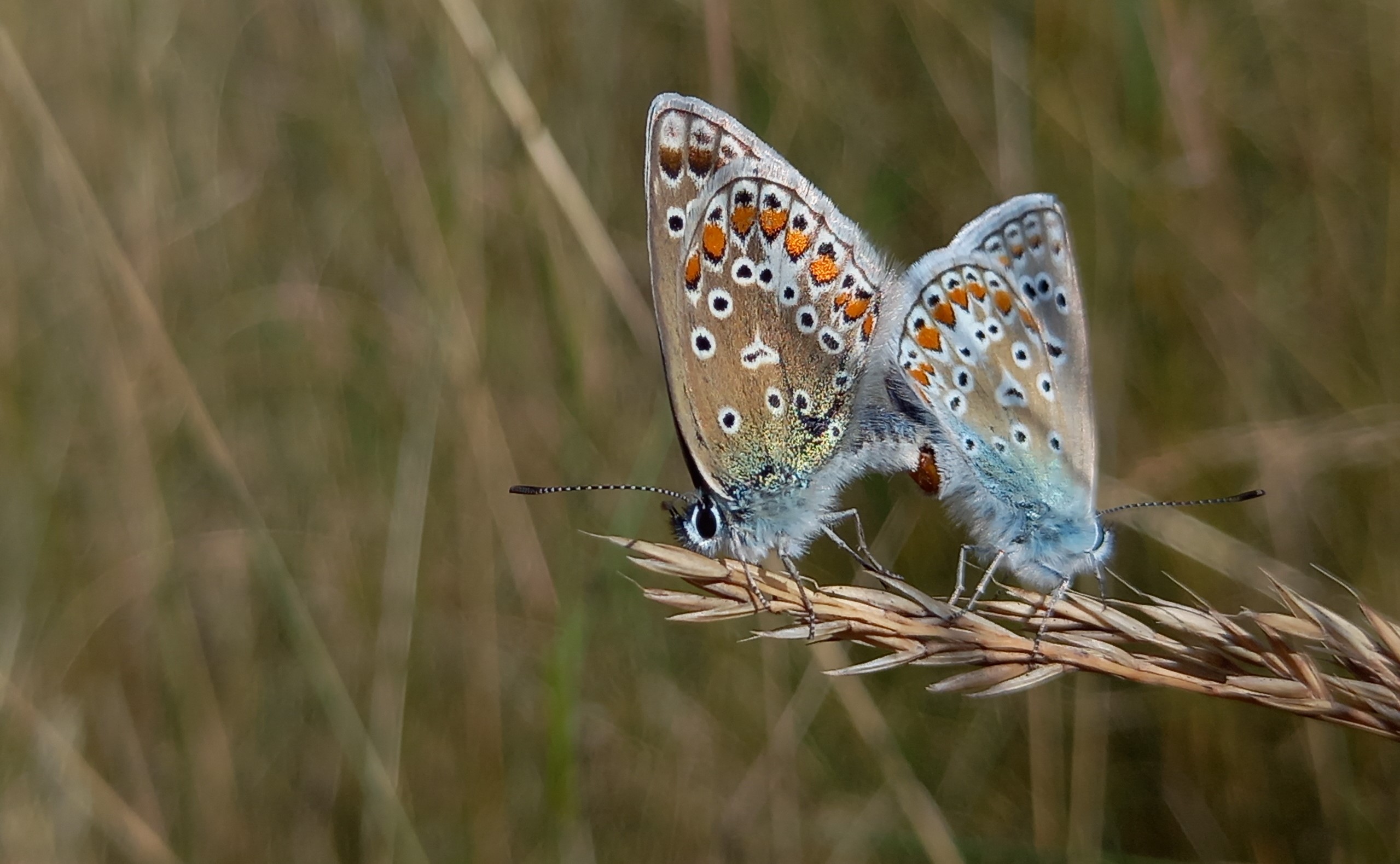 2000 soortenjaar Beetsterzwaag