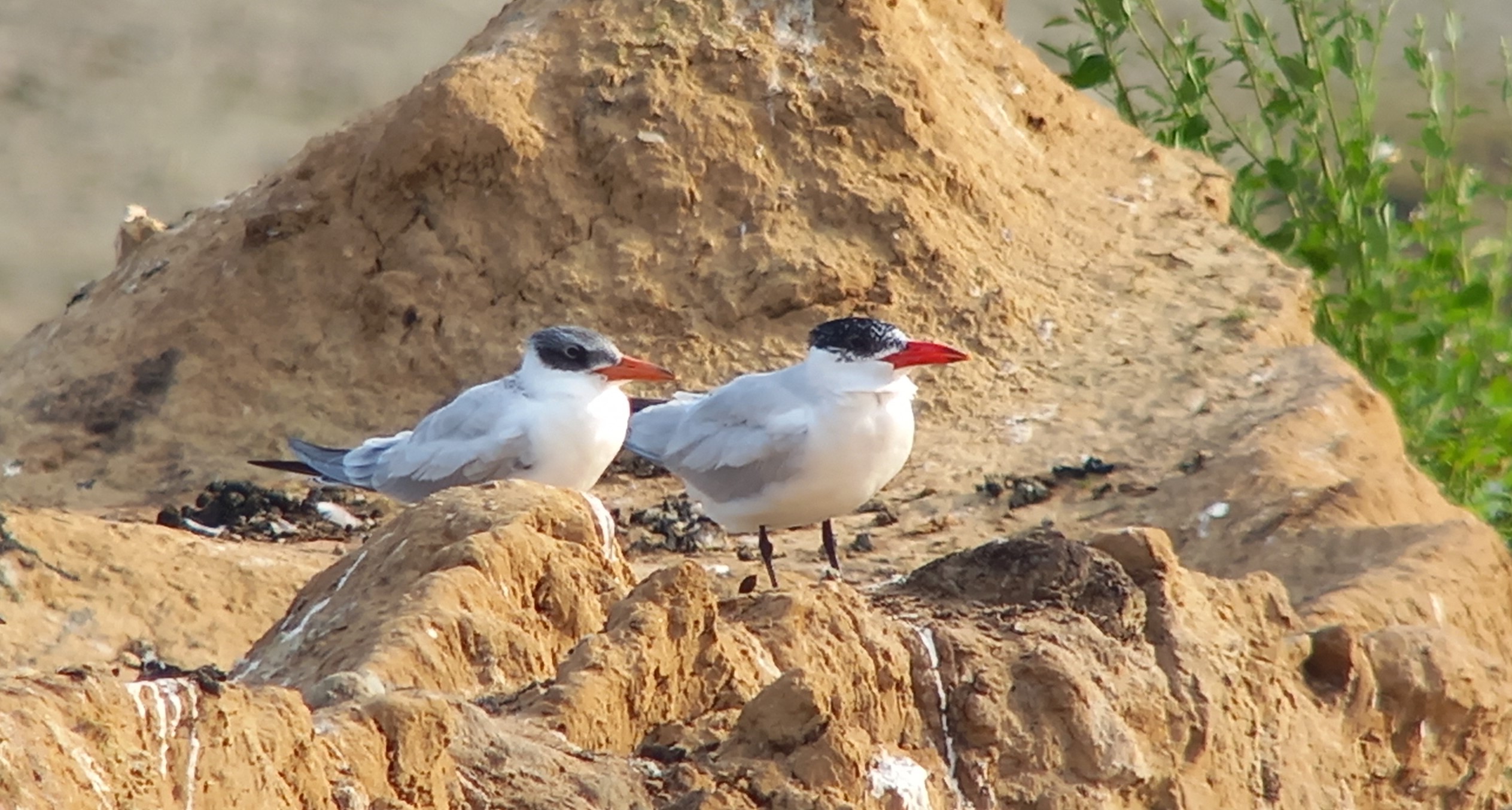 Patchwork challenge 2024 – Beetsterzwaag [Deel&nbsp;5]