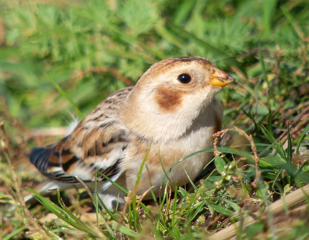 Dutch Birding weekend&nbsp;Texel