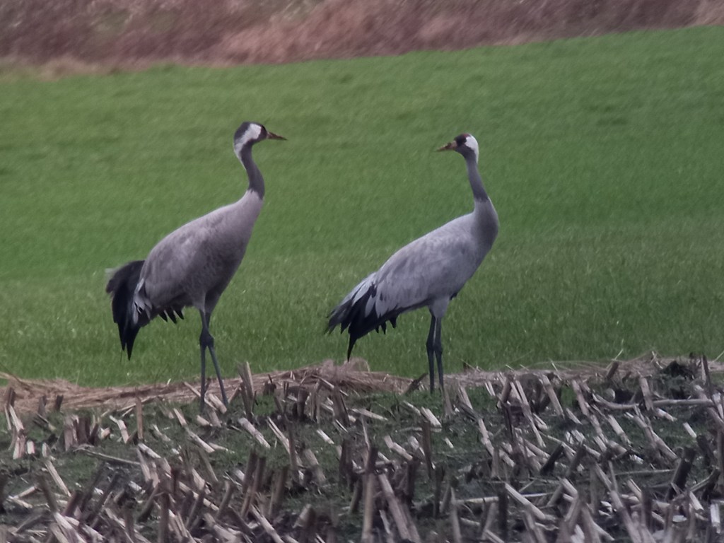 5 jaar PTT tellingen in&nbsp;Veenhuizen