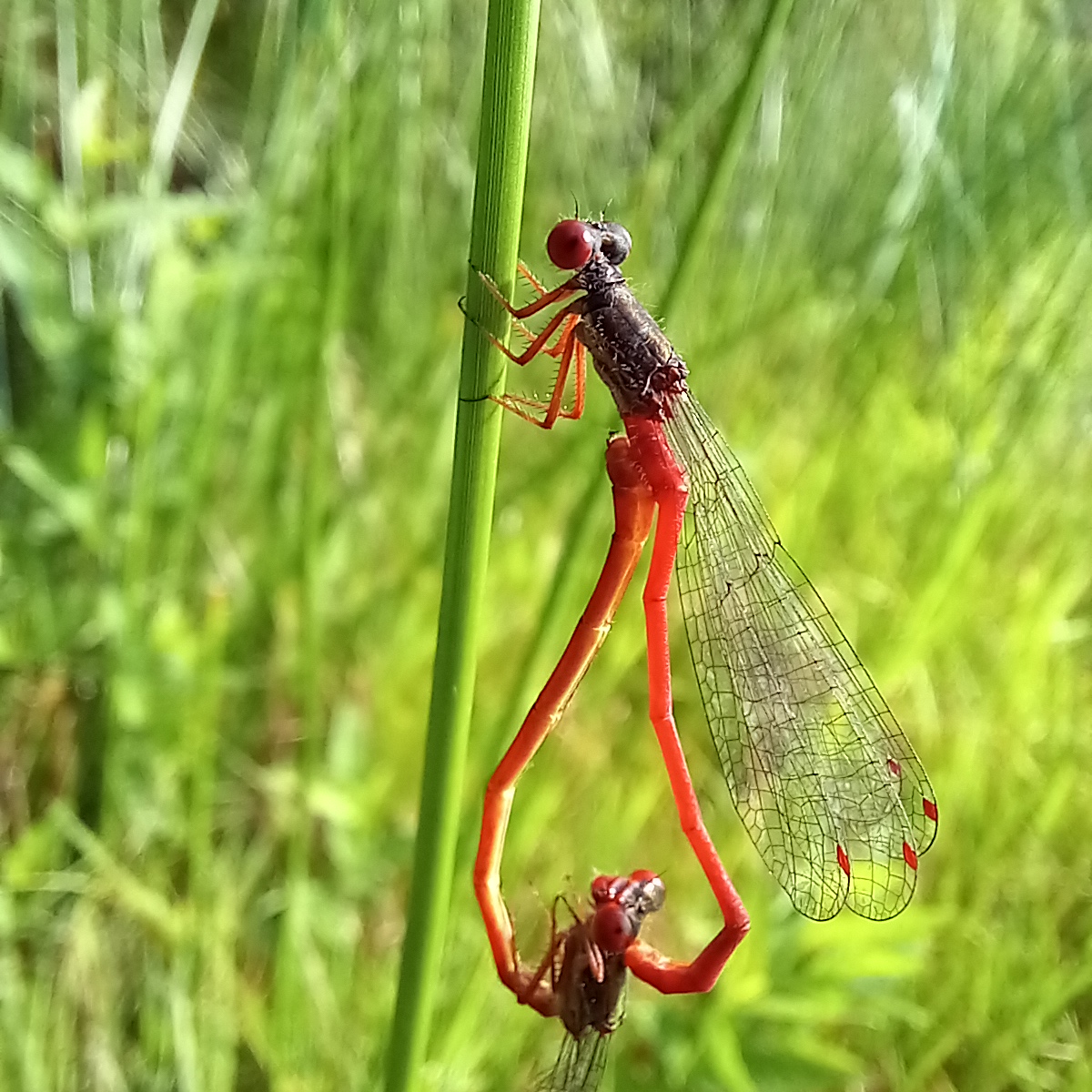 Bioblitz Beetsterzwaag: 2000&nbsp;soorten
