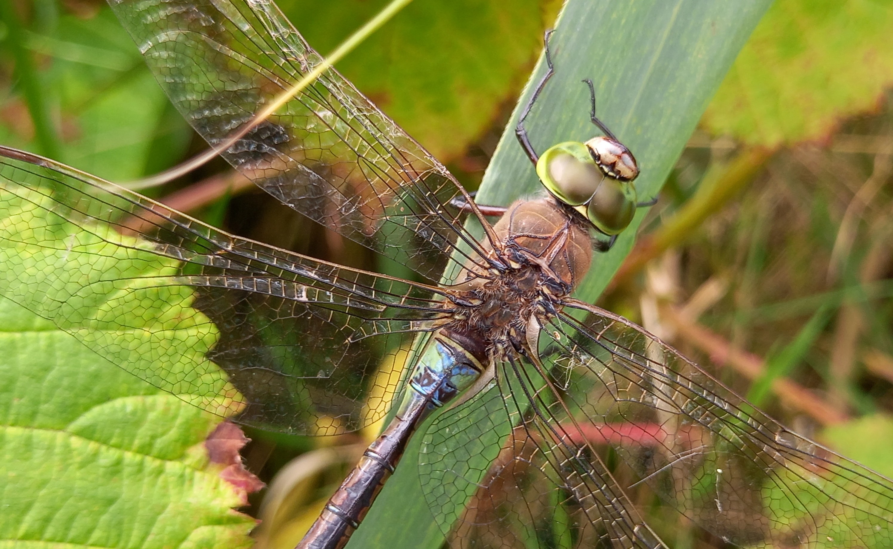Zomerse schoonheid en leuke&nbsp;projecten