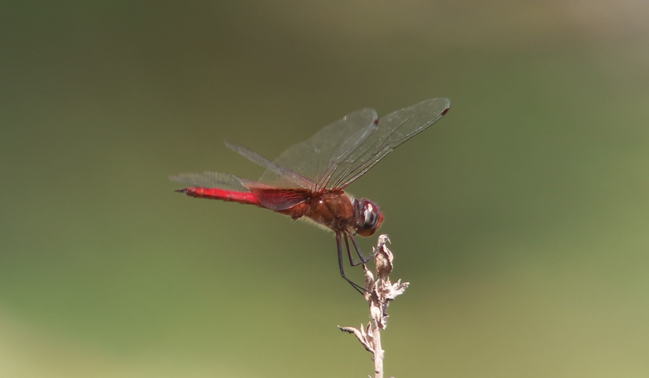 Bonaire deel 7 – Sewage Works [Deel&nbsp;I]